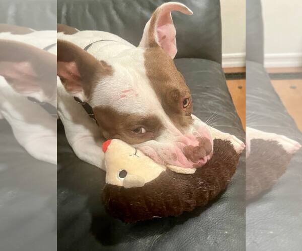 Medium Photo #7 American Bulldog-Unknown Mix Puppy For Sale in San Jose, CA, USA