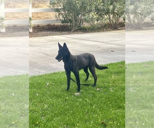 Medium Photo #1 Holland Shepherd-Unknown Mix Puppy For Sale in Imlay City, MI, USA