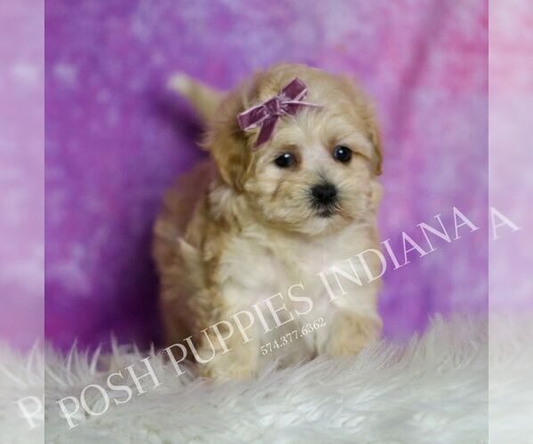 Medium Photo #5 Maltipoo (Miniature) Puppy For Sale in WARSAW, IN, USA