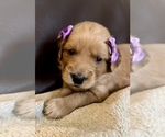 Puppy Hermione Goldendoodle
