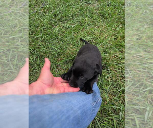 Medium Photo #10 Labrador Retriever Puppy For Sale in EDINBURG, VA, USA