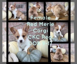 Cardigan Welsh Corgi Puppy for Sale in SCURRY, Texas USA