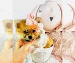 Small #12 Pomeranian