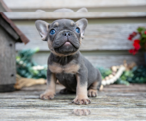 Medium Photo #1 French Bulldog Puppy For Sale in BALTIC, OH, USA