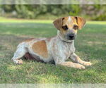Small #5 Dachshund Mix