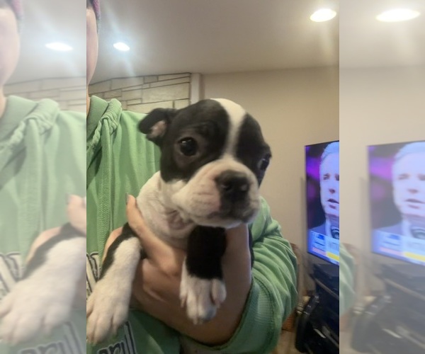 Medium Photo #8 Boston Terrier Puppy For Sale in FREDONIA, KS, USA