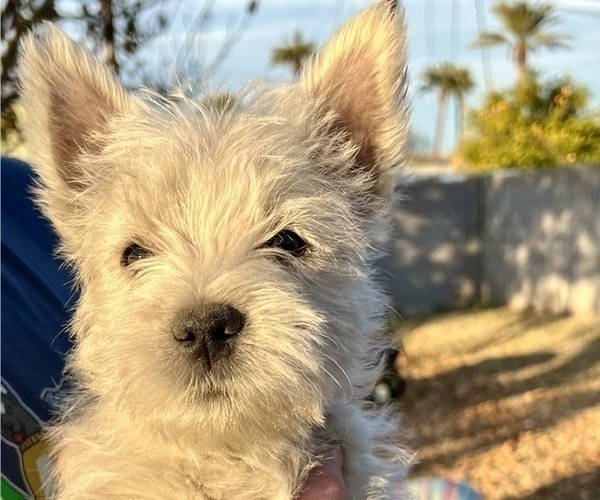 Medium Photo #4 West Highland White Terrier Puppy For Sale in PHOENIX, AZ, USA