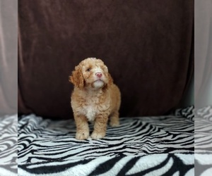 Goldendoodle (Miniature) Puppy for sale in FRYTOWN, IA, USA