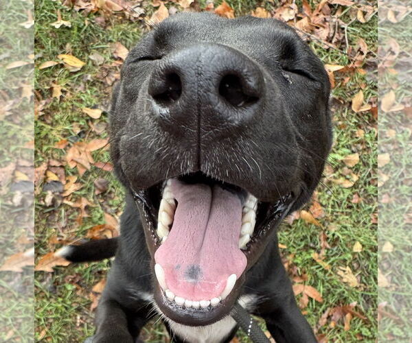 Medium Photo #3 Labrador Retriever-Unknown Mix Puppy For Sale in Sparta, TN, USA