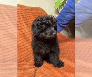 Pom-A-Poo Puppy for Sale in ALLIANCE, Ohio USA