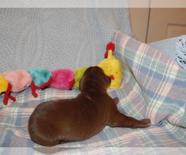 Medium Photo #129 Great Dane Puppy For Sale in SPRAGGS, PA, USA