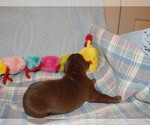 Small Photo #129 Great Dane Puppy For Sale in SPRAGGS, PA, USA
