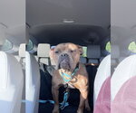 Small #21 American Bulldog Mix