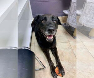 Apple - Female Labrador Retriever-Unknown Mix Dog for Adoption - Photo #9