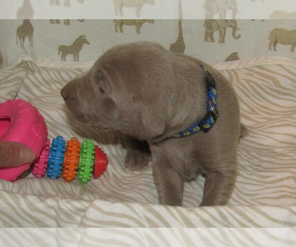 Medium Photo #5 Weimaraner Puppy For Sale in LAS ANIMAS, CO, USA