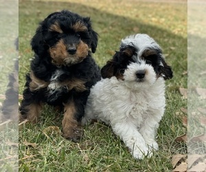 Poodle (Miniature) Puppy for sale in COLORADO SPRINGS, CO, USA