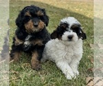 Image preview for Ad Listing. Nickname: Mini Poodles