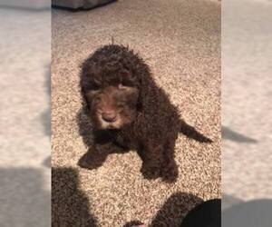 Double Doodle Puppy for sale in BRYAN, OH, USA