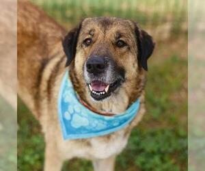 German Shepherd Dog-Unknown Mix Dogs for adoption in San Antonio, TX, USA