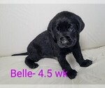 Puppy 4 Labrador Retriever