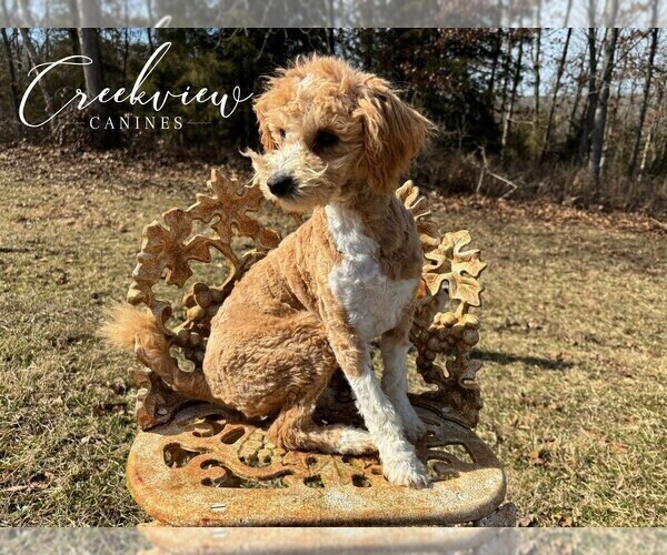 Medium Photo #4 Poochon Puppy For Sale in NIANGUA, MO, USA