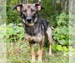 Small #3 Mutt