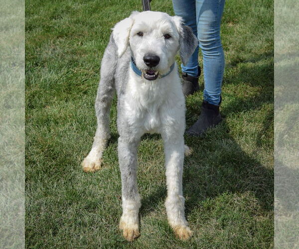 Medium Photo #3 Mutt Puppy For Sale in Huntley, IL, USA