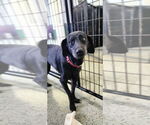 Small Labrador Retriever Mix