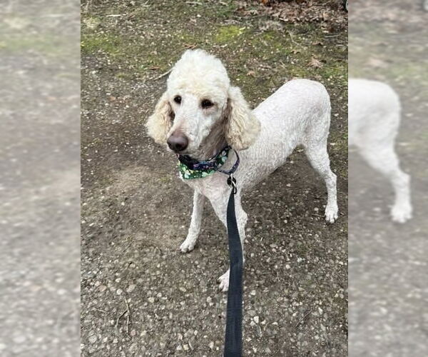 Medium Photo #2 Mutt Puppy For Sale in Mooresville, NC, USA