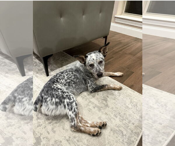 Medium Photo #9 Mutt Puppy For Sale in Euless, TX, USA