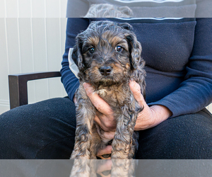 Bernedoodle (Miniature) Puppy for sale in ROY, UT, USA