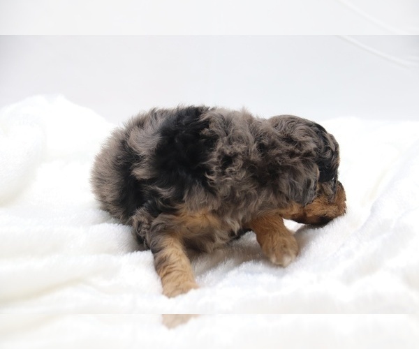Medium Photo #9 Cockapoo Puppy For Sale in RIPLEY, TN, USA