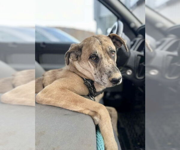 Medium Photo #2 German Shepherd Dog-Unknown Mix Puppy For Sale in Maryville, TN, USA