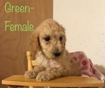 Small Photo #3 Poodle (Standard) Puppy For Sale in SOMERSET, KY, USA