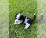 Small Photo #17 Aussiedoodle Miniature  Puppy For Sale in COMMERCE, MI, USA