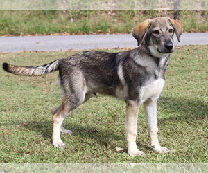 Jaxon 44399 - Male Siberian Husky-Unknown Mix Dog for Adoption - Photo #2