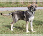 Small Photo #2 Siberian Husky-Unknown Mix Puppy For Sale in Prattville, AL, USA
