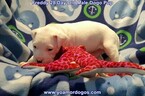Small Photo #93 Dogo Argentino Puppy For Sale in JANE, MO, USA