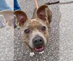 Small #1 Staffordshire Bull Terrier Mix