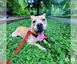 Small #14 Labrador Retriever Mix