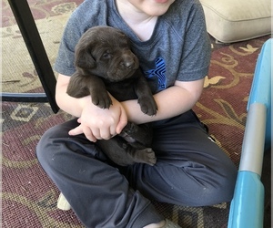 Labrador Retriever Puppy for sale in LUMBERTON, TX, USA