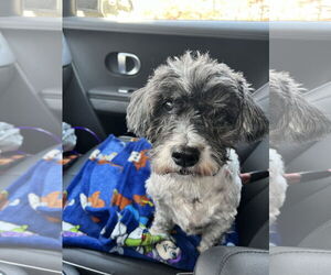 Havanese Dogs for adoption in Oakhurst, NJ, USA