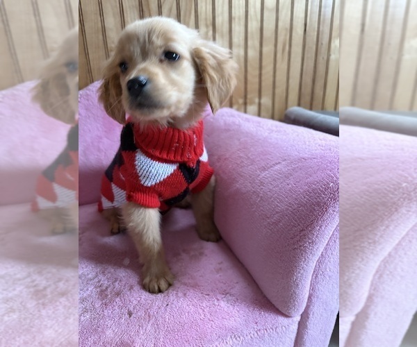 Medium Photo #5 Golden Retriever Puppy For Sale in MADISON, NC, USA