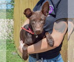 Small #2 Mutt