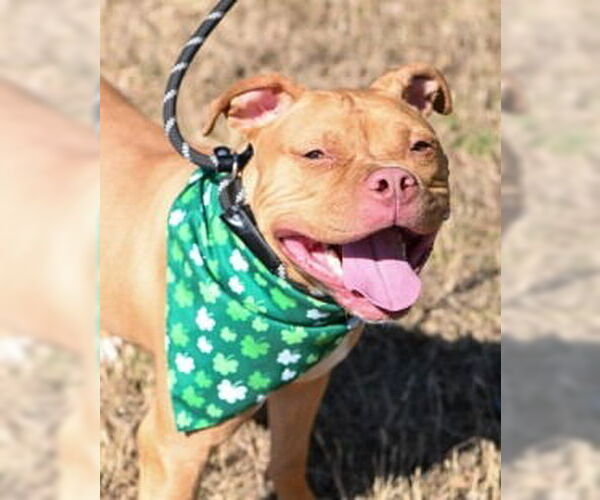 Medium Photo #12 Mutt Puppy For Sale in Glen Allen, VA, USA