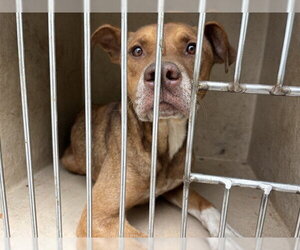 Mutt Dogs for adoption in Oklahoma City, OK, USA