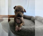 Small #1 American Hairless Terrier