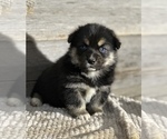 Small Photo #2 Australian Shepherd-Pembroke Welsh Corgi Mix Puppy For Sale in WAUKON, IA, USA