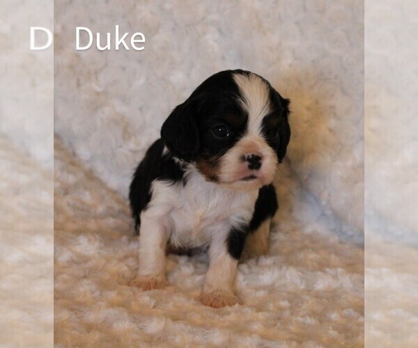 Medium Photo #4 Cavalier King Charles Spaniel Puppy For Sale in HOMELAND, CA, USA