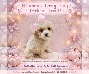 Maltipoo (Miniature) Puppy for sale in TAYLOR, TX, USA